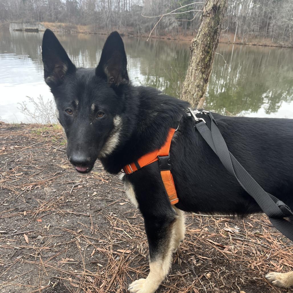 Enlarge Tortuga, a Adoptable German Shepherd Dog in Wake Forest, NC image 2/6