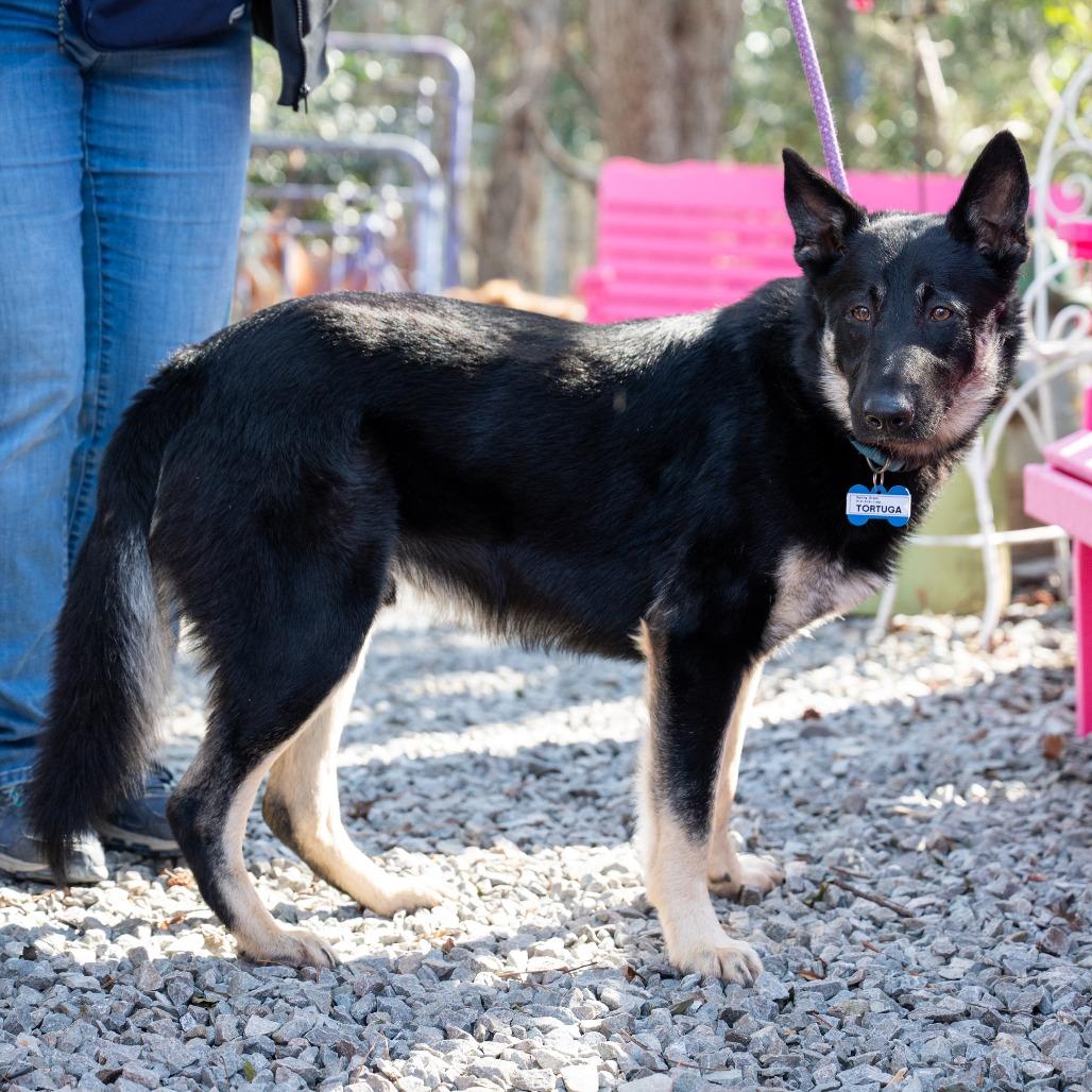 Enlarge Tortuga, a Adoptable German Shepherd Dog in Wake Forest, NC image 4/6
