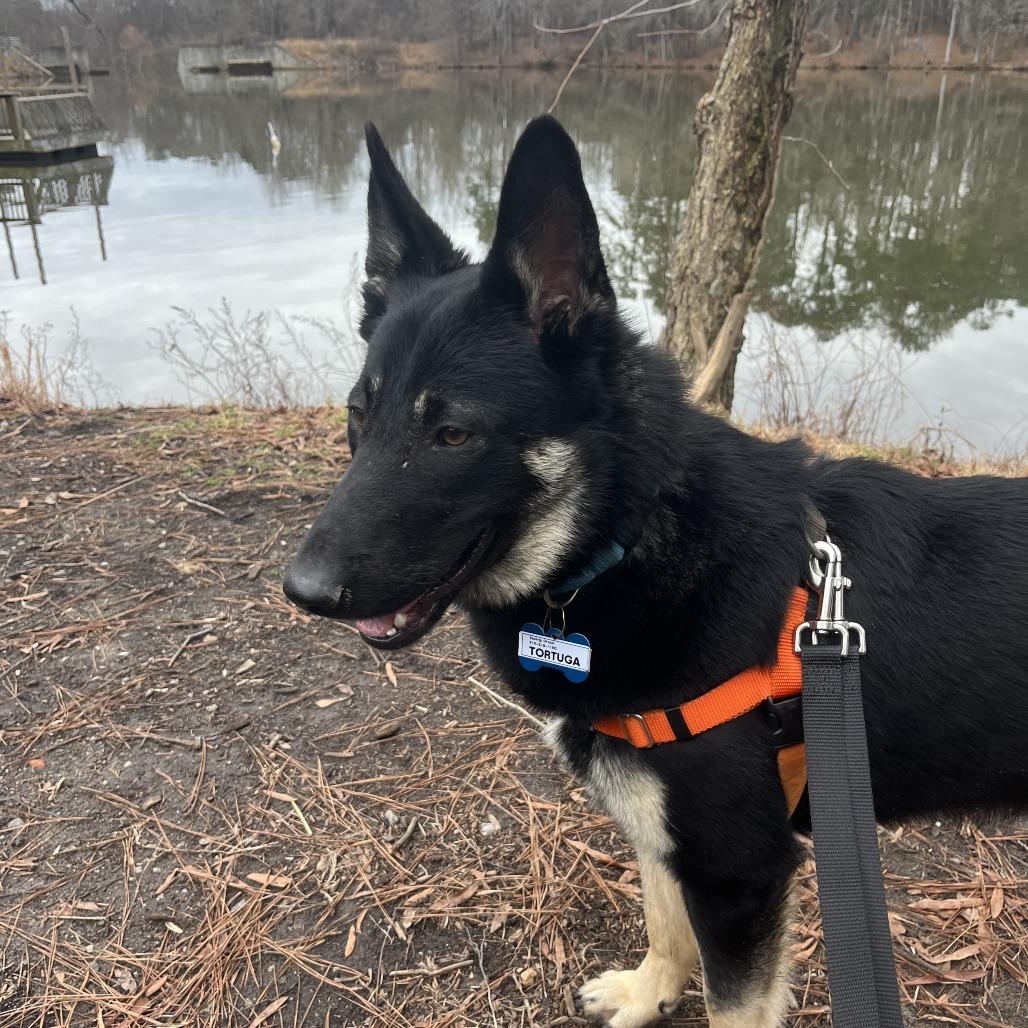 Enlarge Tortuga, a Adoptable German Shepherd Dog in Wake Forest, NC image 5/6
