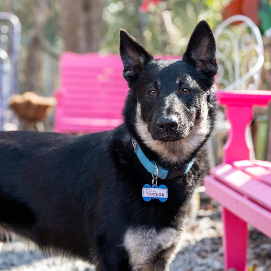 Enlarge Tortuga, a Adoptable German Shepherd Dog in Wake Forest, NC image 6/6