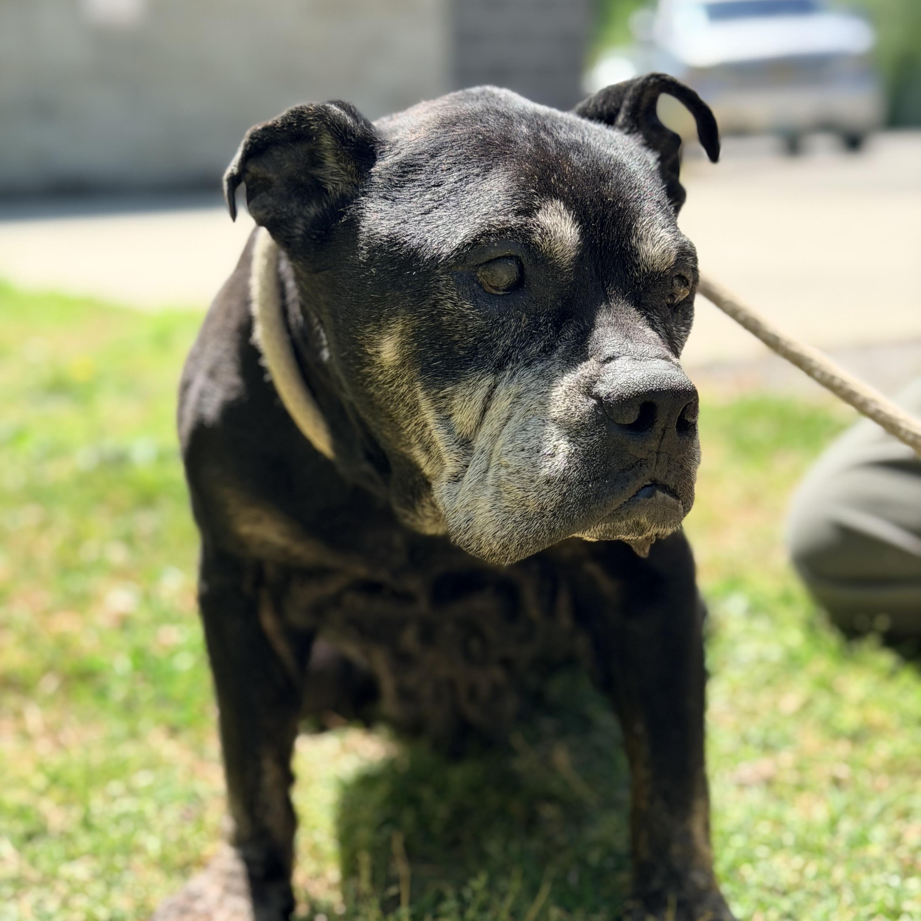 Enlarge Daphne, an adopted mixed breed in Saluda, VA image 4/4