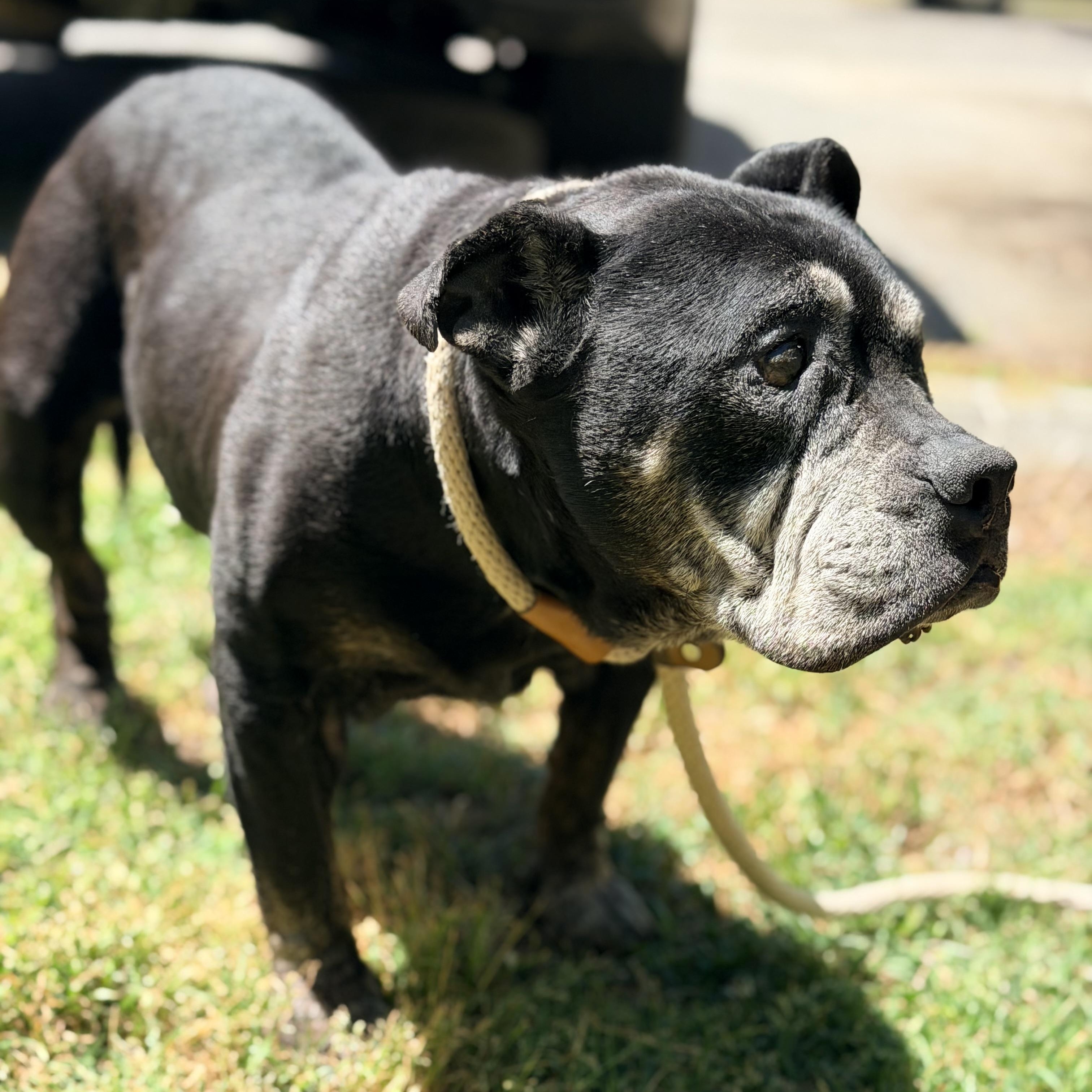Enlarge Daphne, an adopted mixed breed in Saluda, VA image 2/4