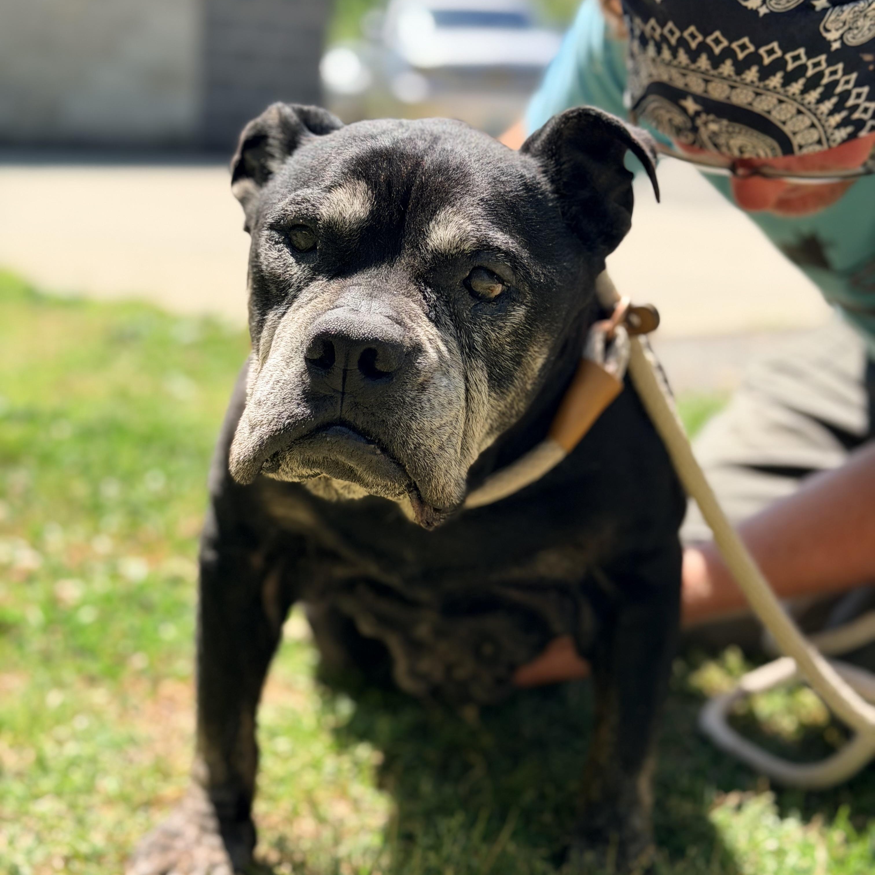 Daphne, adopted, Senior Female Boxer & Pit Bull Terrier.