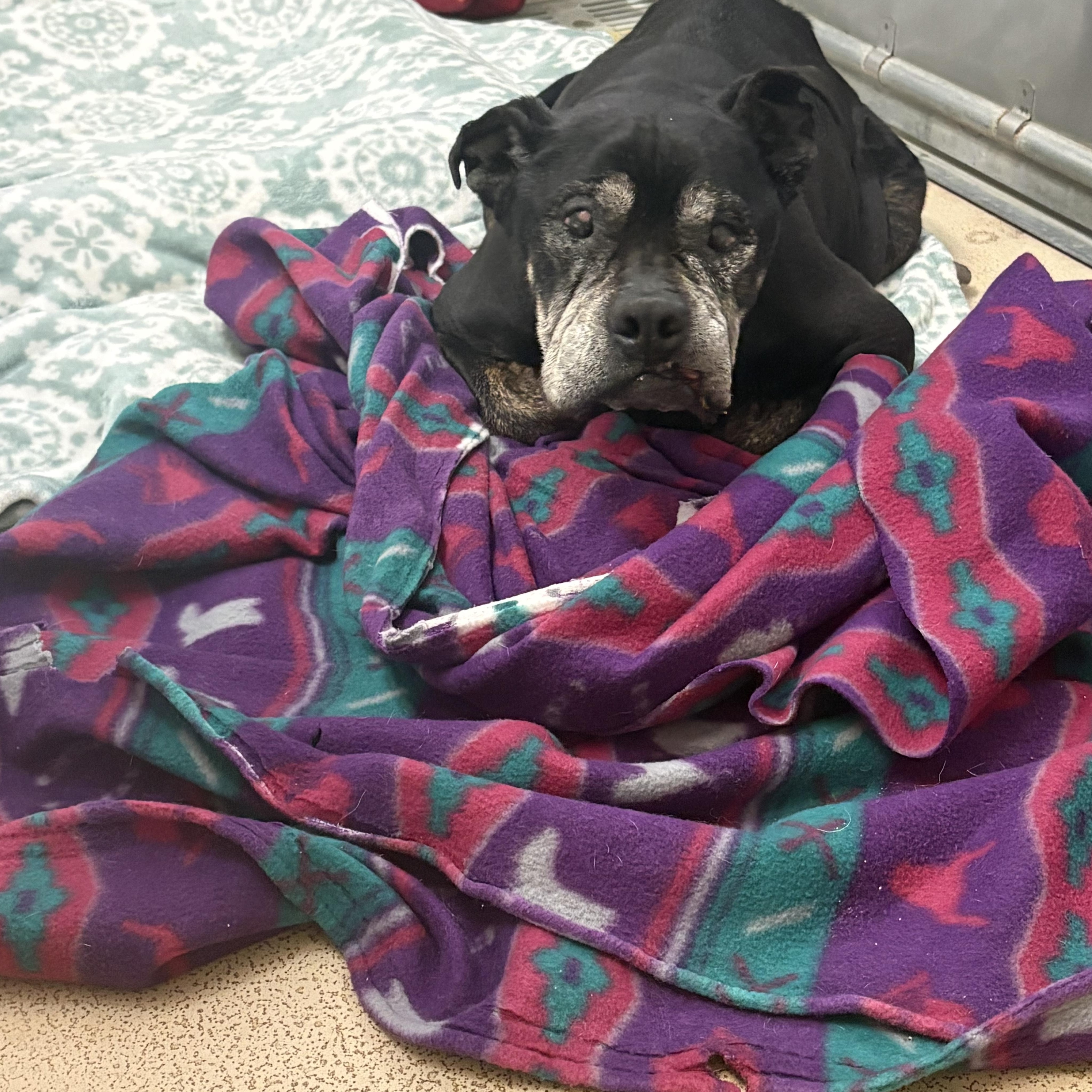 Enlarge Daphne, an adopted mixed breed in Saluda, VA image 3/4