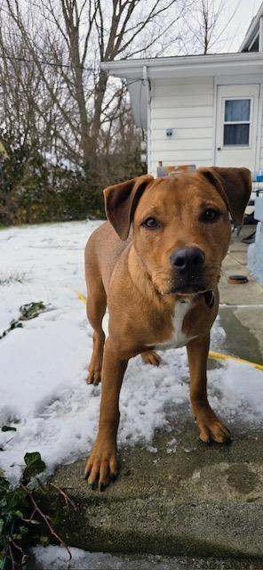 Enlarge Buddy, a ADOPTABLE mixed breed in RUSSIAVILLE, IN image 3/6