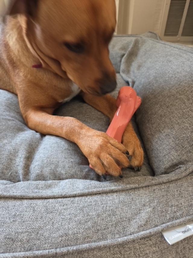 Enlarge Buddy, a ADOPTABLE mixed breed in RUSSIAVILLE, IN image 4/6