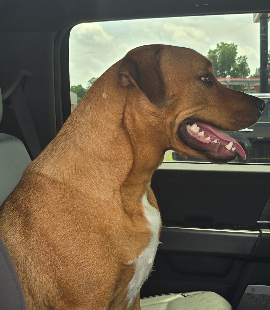 Enlarge Buddy, a ADOPTABLE mixed breed in RUSSIAVILLE, IN image 2/6