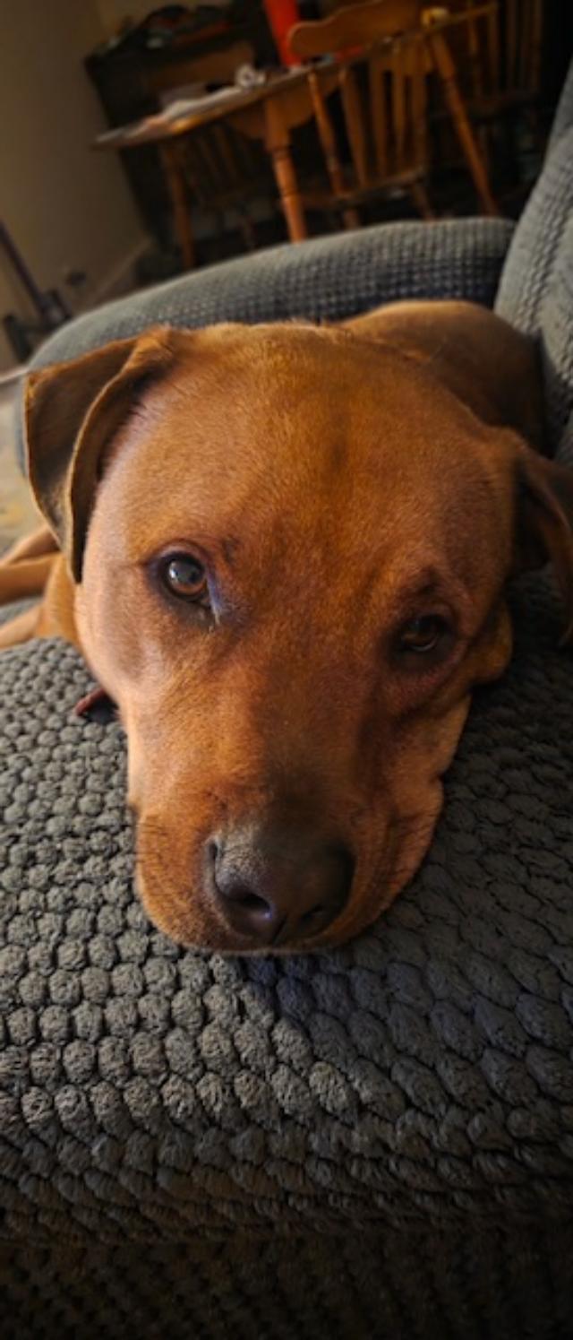 Buddy, ADOPTABLE, Young Male Black Mouth Cur.