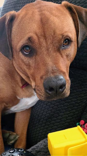 Enlarge Buddy, a ADOPTABLE mixed breed in RUSSIAVILLE, IN image 5/6