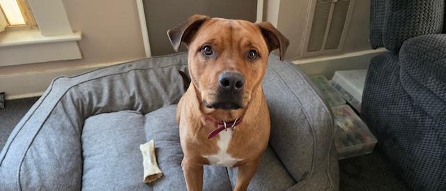 Enlarge Buddy, a ADOPTABLE mixed breed in RUSSIAVILLE, IN image 6/6