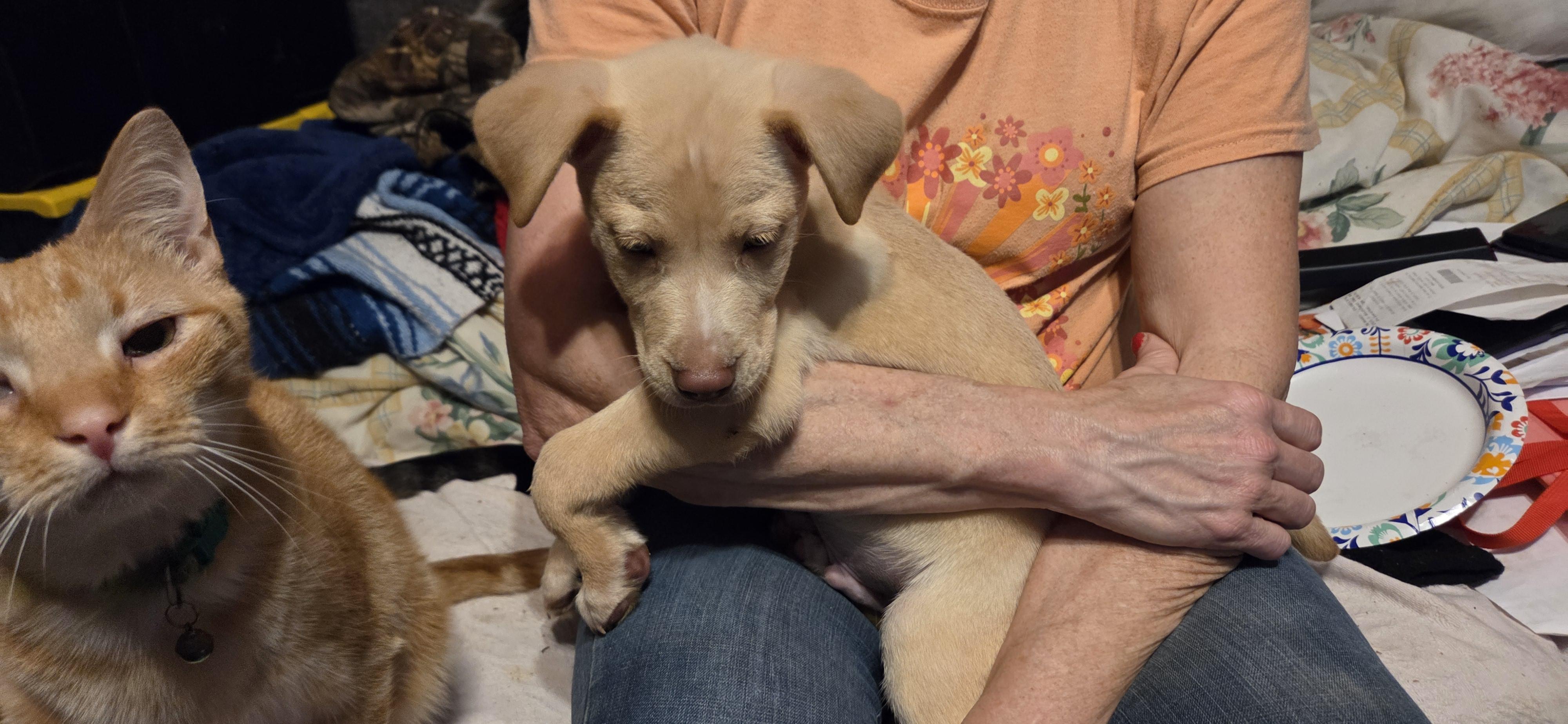 Butch, an adopted mixed breed in Evansville, IN image 2/2