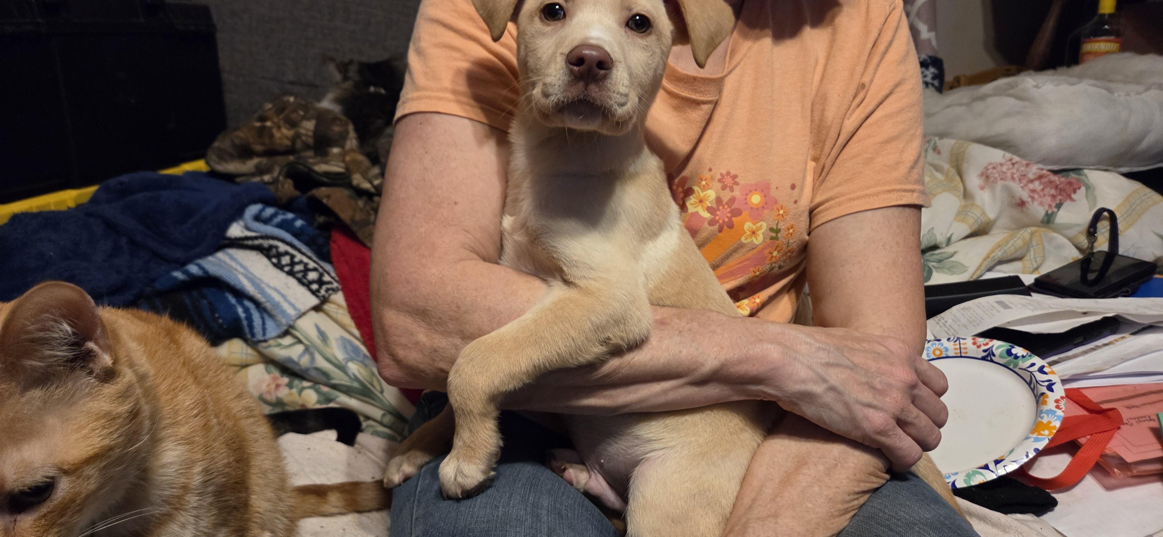 Butch, adopted, Puppy Male Australian Shepherd & Yellow Labrador Retriever.