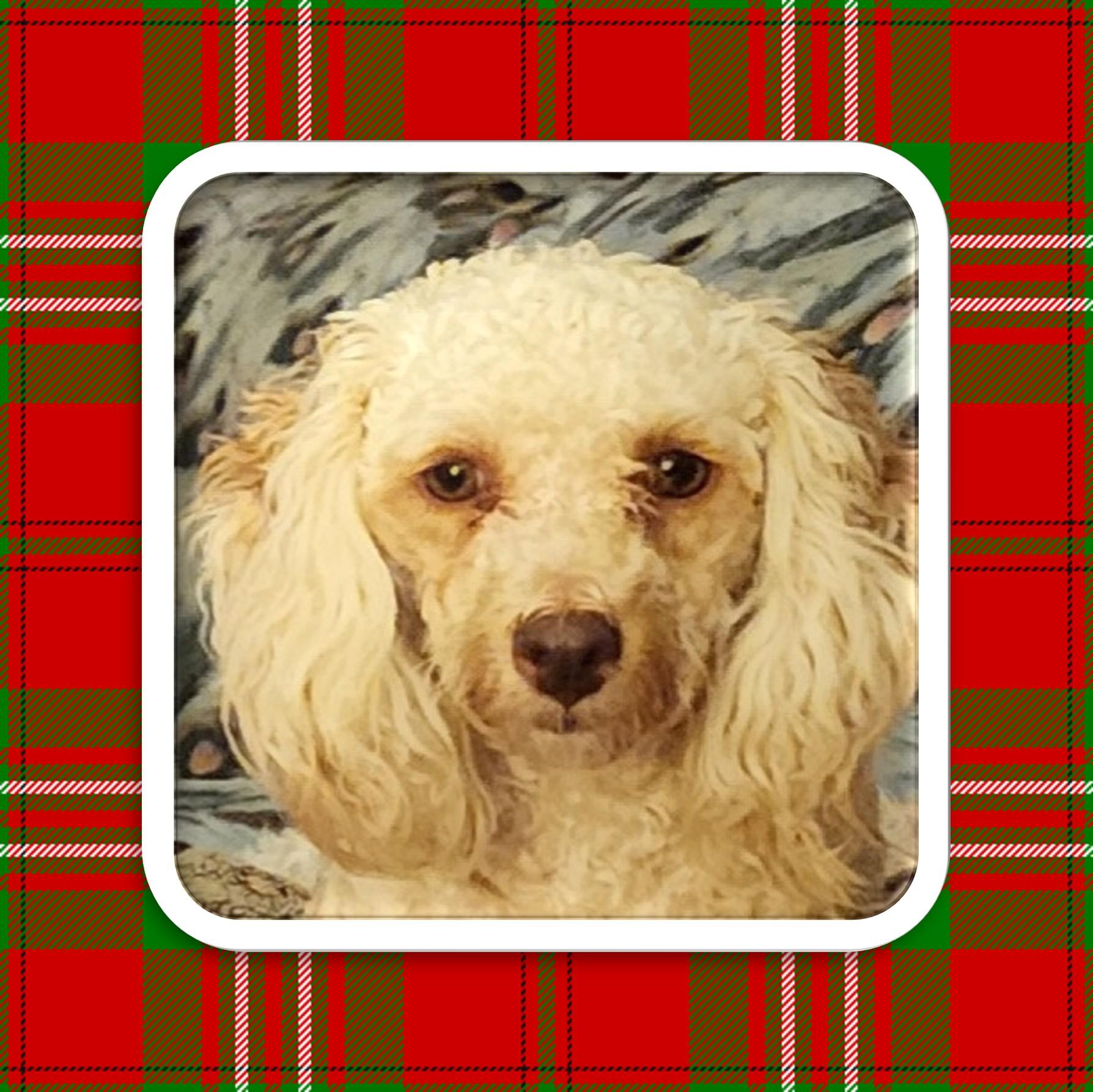 Dennie, Adoptable, Young Male Poodle & Pekingese.