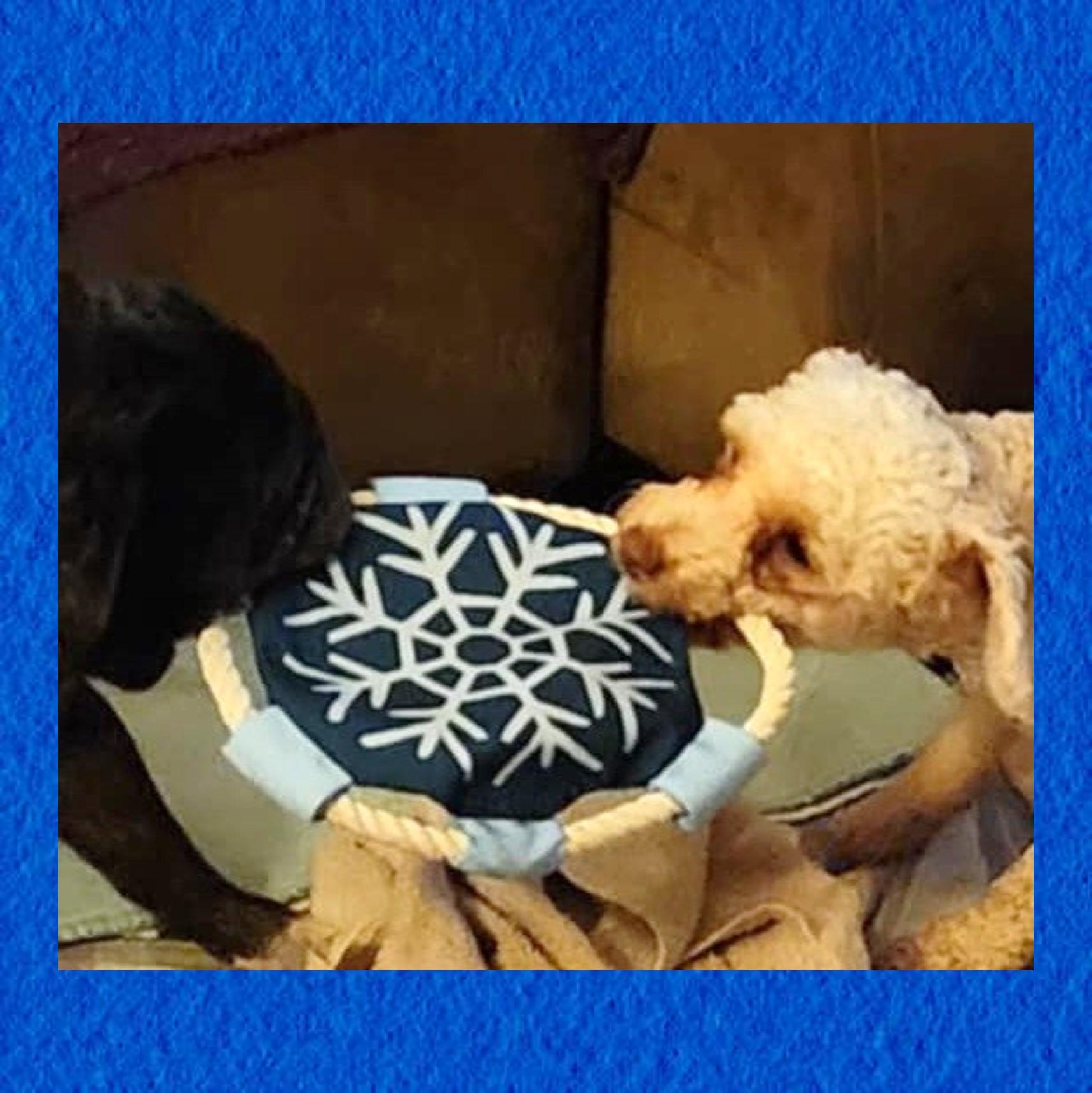 Enlarge Dennie, a Adoptable mixed breed in Newton, IA image 4/5