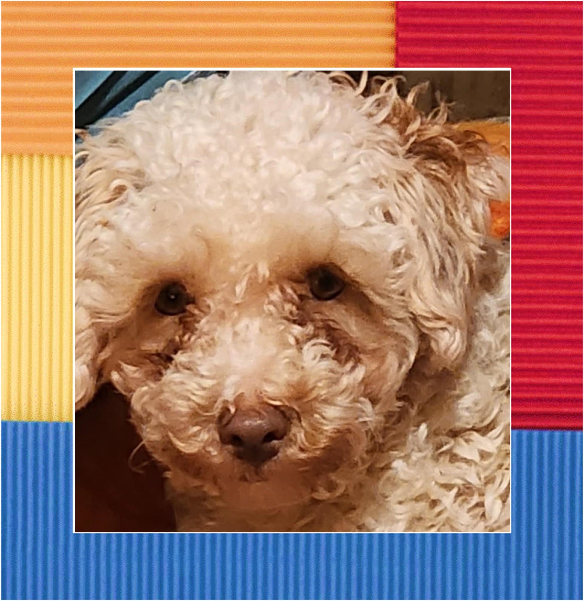 Enlarge Dennie, a Adoptable mixed breed in Newton, IA image 2/5