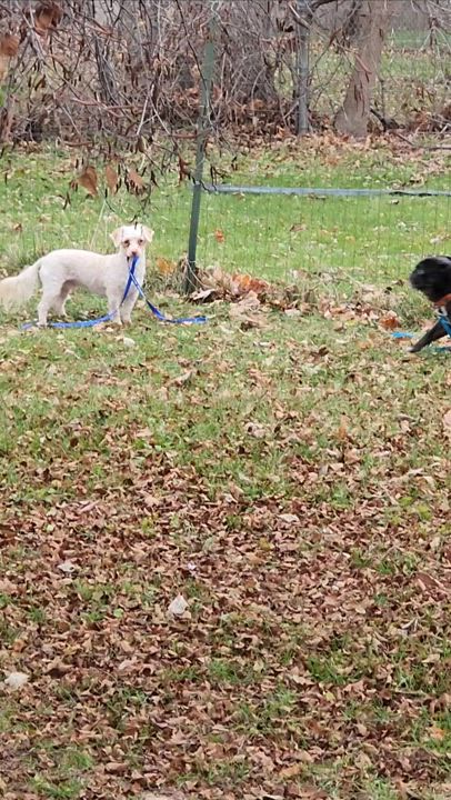 Enlarge Dennie, a Adoptable mixed breed in Newton, IA video 5/5