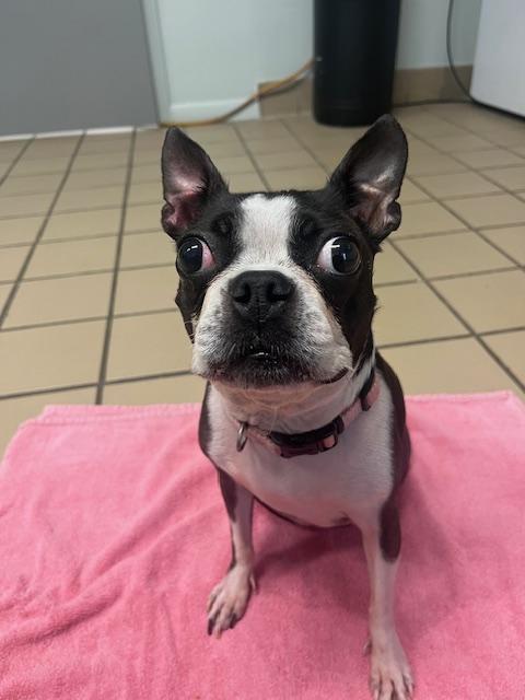 Enlarge Coco  Chanel, a Adoptable Boston Terrier in Van Vleck, TX image 1/6