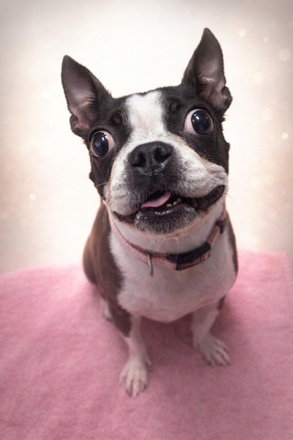 Enlarge Coco  Chanel, a Adoptable Boston Terrier in Van Vleck, TX image 2/5