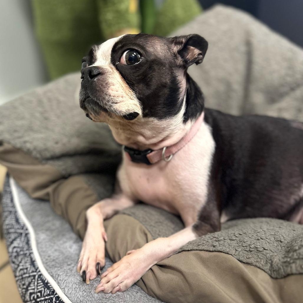 Enlarge Coco  Chanel, a Adoptable Boston Terrier in Van Vleck, TX image 3/6