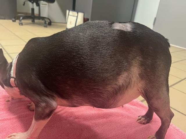 Enlarge Coco  Chanel, a Adoptable Boston Terrier in Van Vleck, TX image 4/6