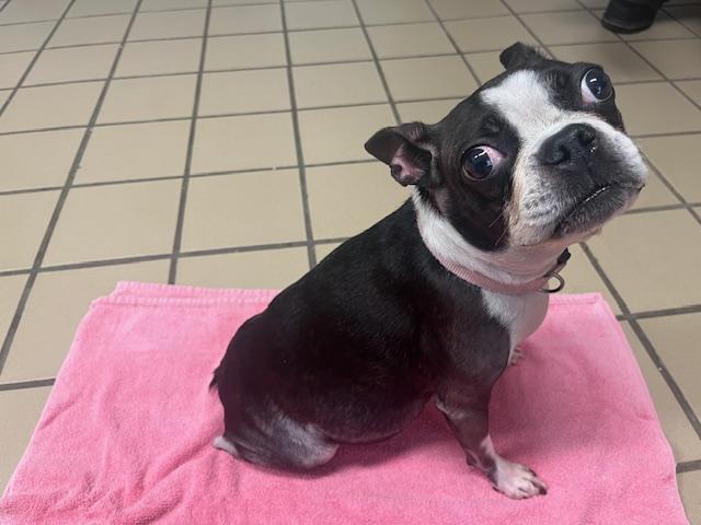 Enlarge Coco  Chanel, a Adoptable Boston Terrier in Van Vleck, TX image 5/6