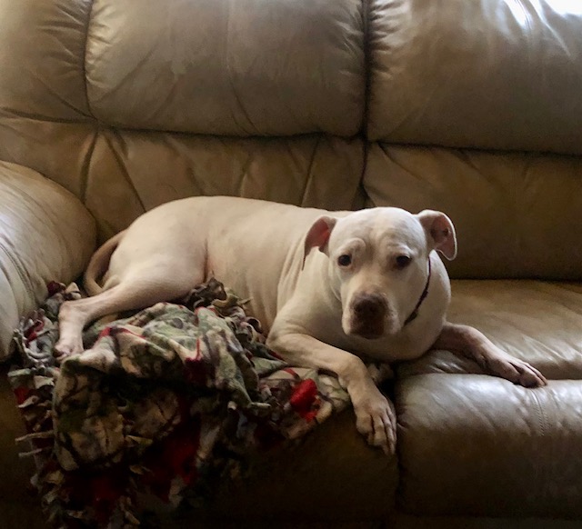 GOOD GOLLY MISS MOLLY, an adoptable Boxer, Pit Bull Terrier in Port Elizabeth, NJ, 08204 | Photo Image 2