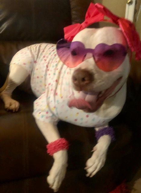 Enlarge GOOD GOLLY MISS MOLLY, a Adoptable mixed breed in Port Elizabeth, NJ image 3/4