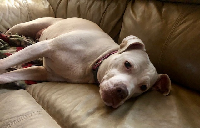 GOOD GOLLY MISS MOLLY, an adoptable Boxer, Pit Bull Terrier in Port Elizabeth, NJ, 08204 | Photo Image 1