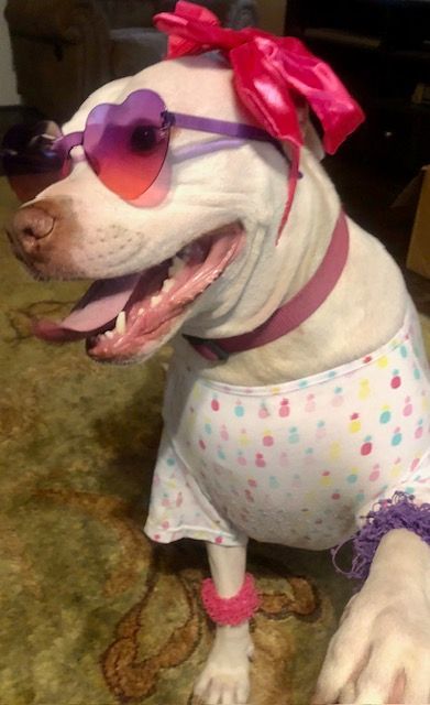 Enlarge GOOD GOLLY MISS MOLLY, a Adoptable mixed breed in Port Elizabeth, NJ image 4/4