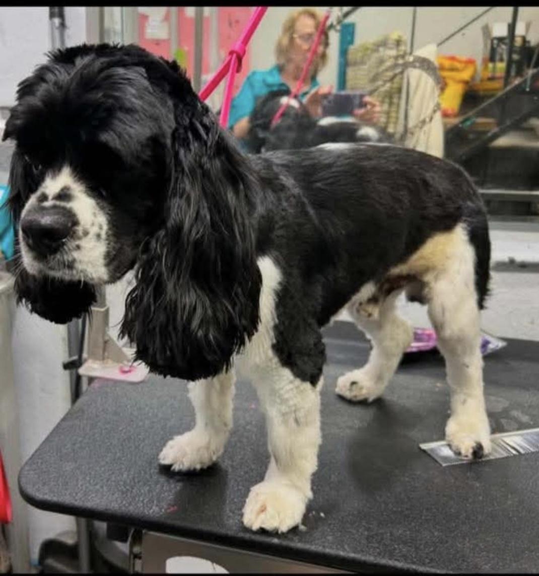Oreo Cocker Spaniel, Adoptable, Adult Male Cocker Spaniel.