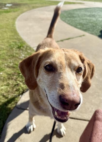 Skinny, Adoptable, Adult Male Hound & Mixed Breed.