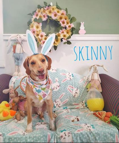 Enlarge Skinny, a Adoptable mixed breed in Lewisville, TX image 2/3