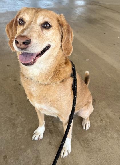 Enlarge Skinny, a Adoptable mixed breed in Lewisville, TX image 1/3