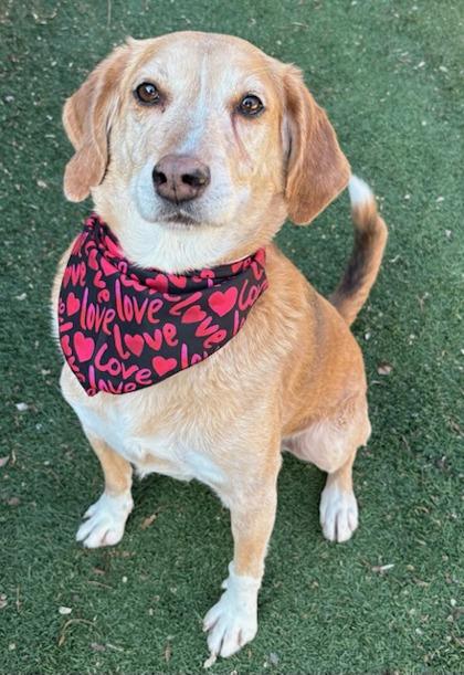 Skinny, Adoptable, Adult Male Hound & Mixed Breed.