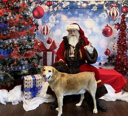 Skinny, a Adoptable mixed breed in Lewisville, TX image 2/3