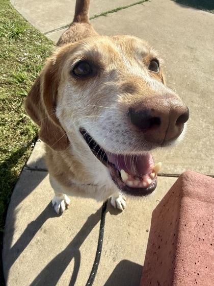 Skinny, a Adoptable mixed breed in Lewisville, TX image 3/3