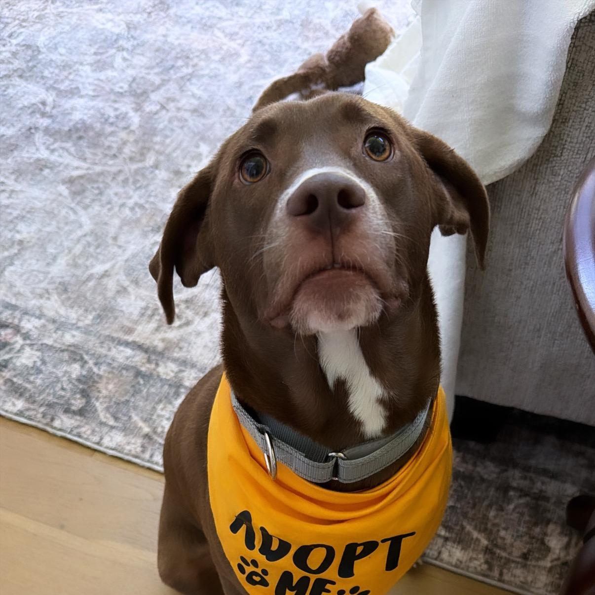 Enlarge Honey, a ADOPTABLE mixed breed in Hartford, CT image 1/5