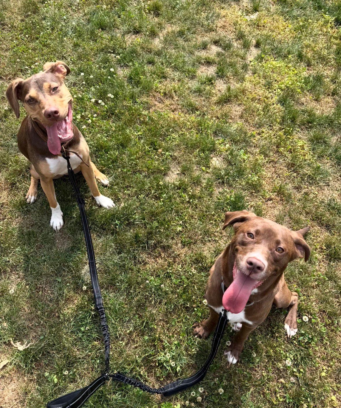 Enlarge Honey, a ADOPTABLE mixed breed in Hartford, CT image 4/5