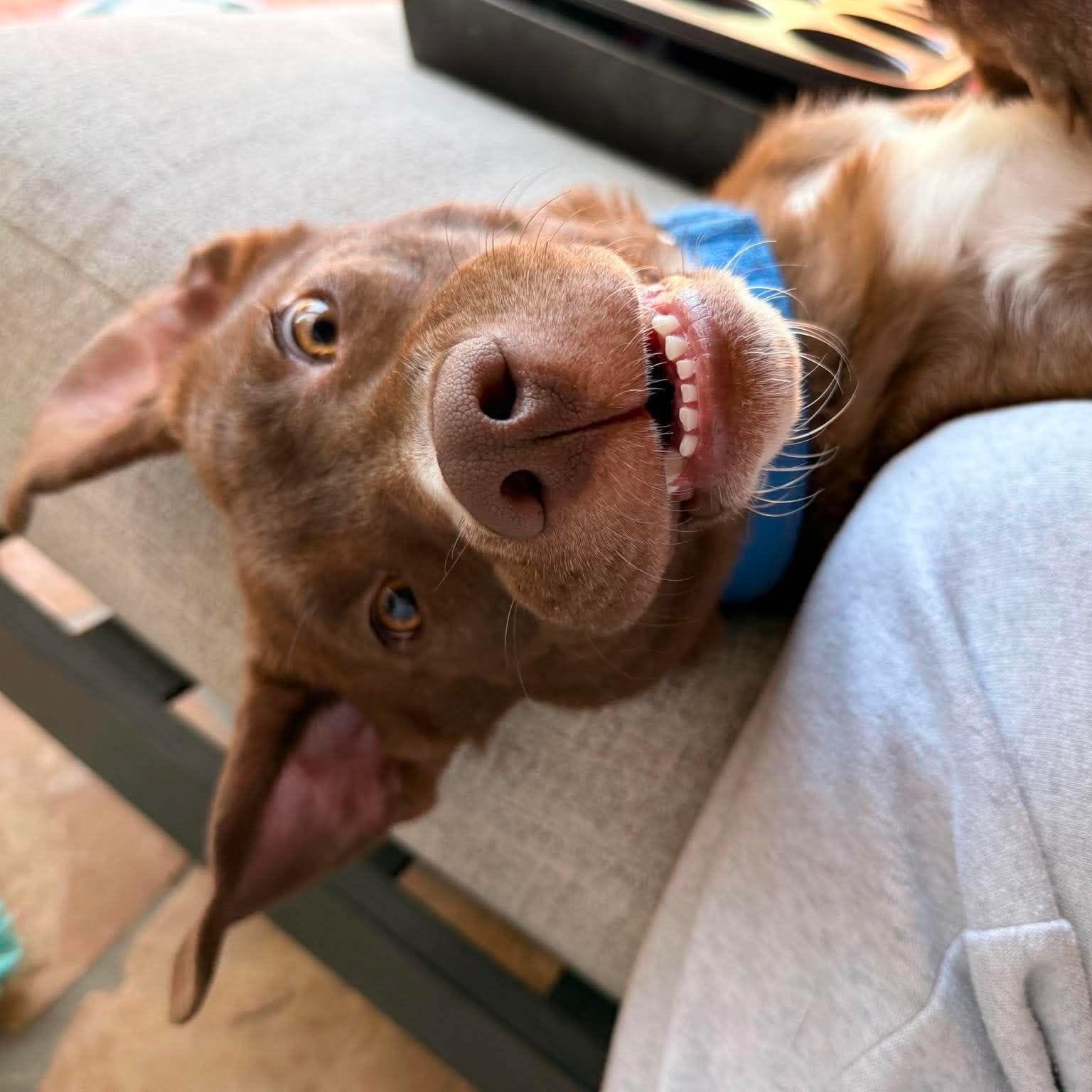 Enlarge Honey, a ADOPTABLE mixed breed in Hartford, CT image 2/5