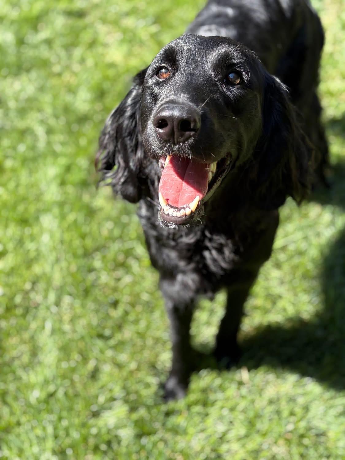 Nova