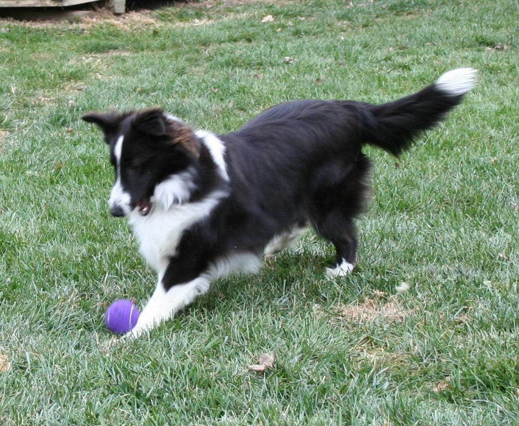 Wrigley, Adopted, Puppy Male Shetland Sheepdog / Sheltie.
