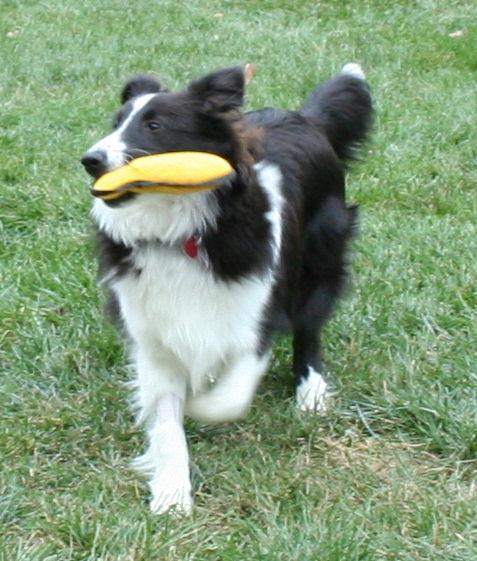 Enlarge Wrigley, a Adopted Shetland Sheepdog / Sheltie in Mission, KS image 2/3