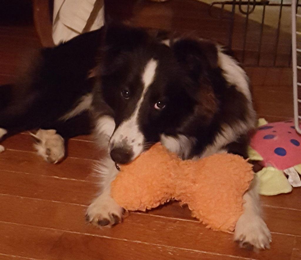 Enlarge Wrigley, a Adopted Shetland Sheepdog / Sheltie in Mission, KS image 3/3