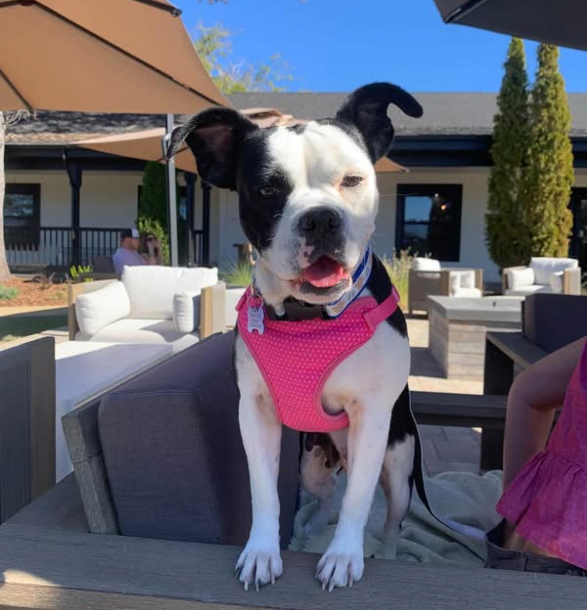 26Sky, Adoptable, Adult Female American Bulldog.