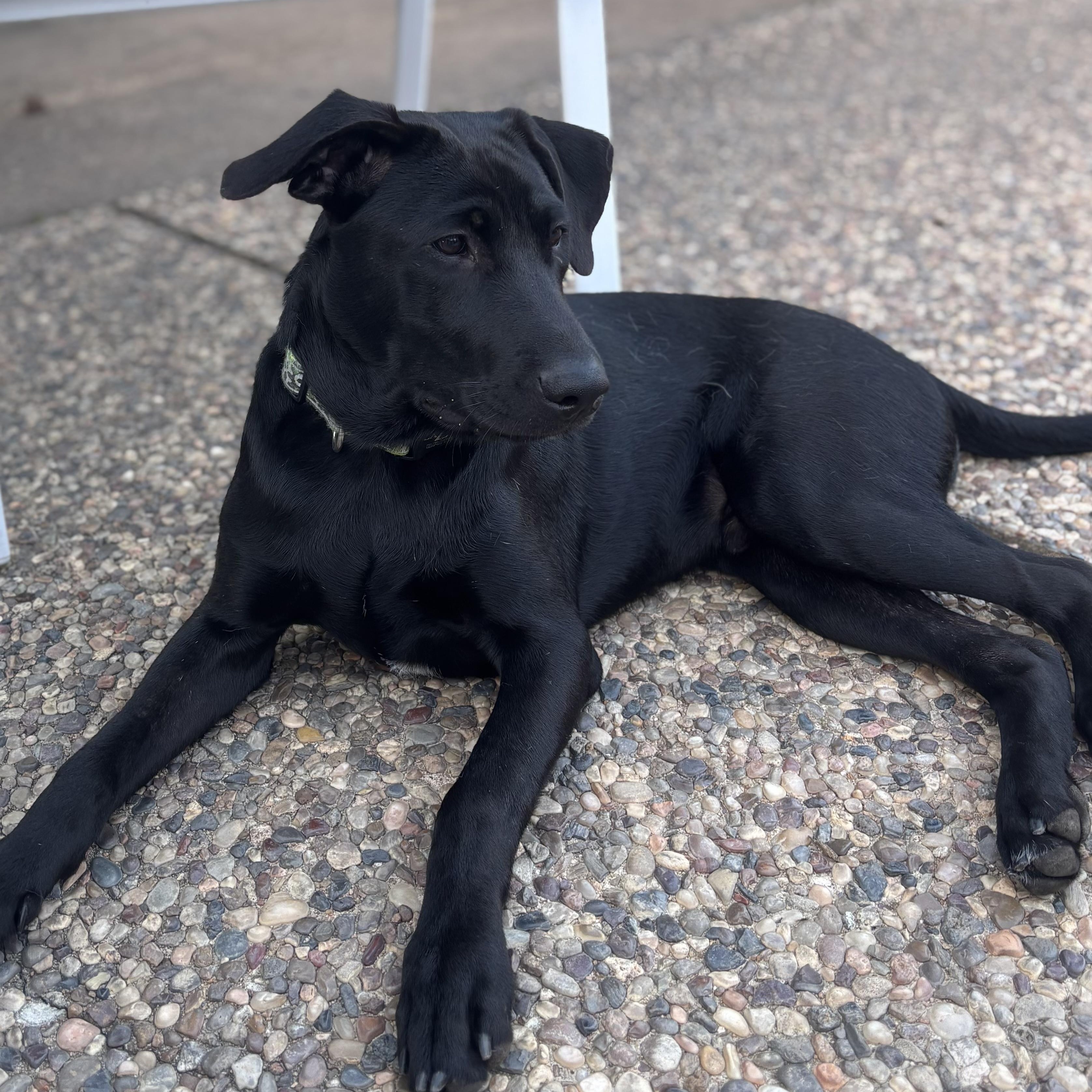 Rolo — thumbnail 2