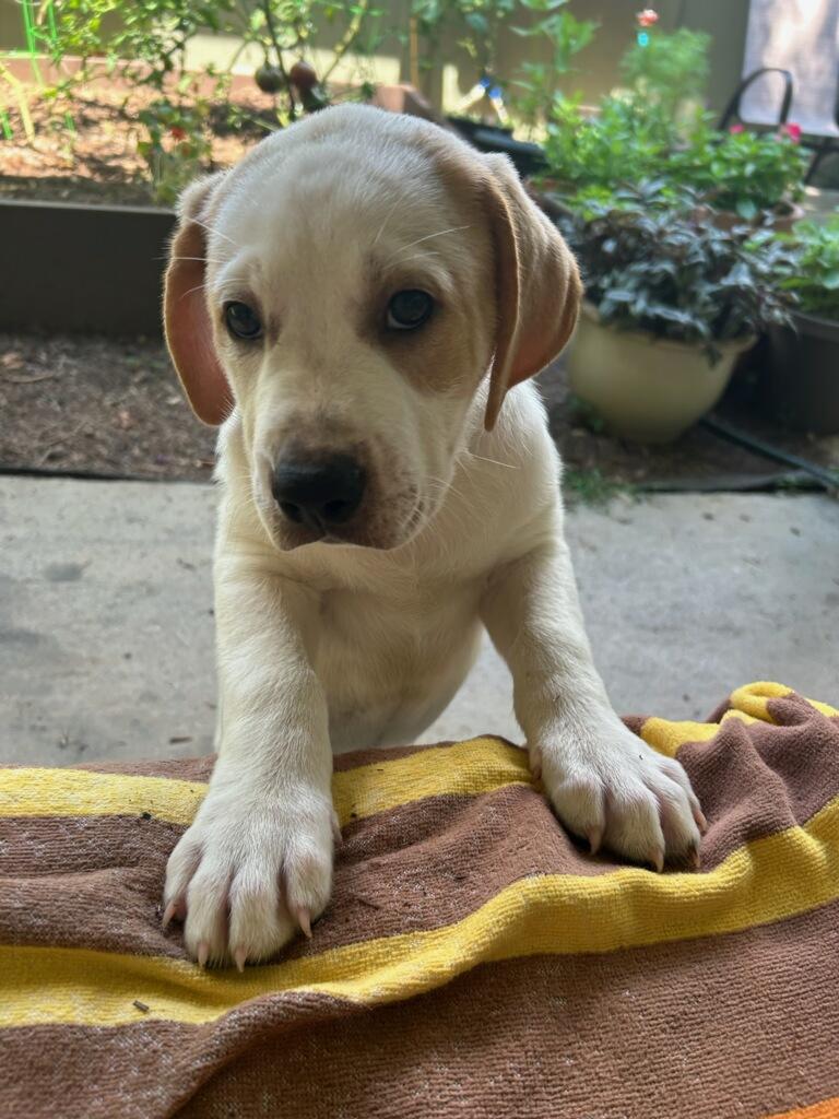 Chonk (Courtesy Post)