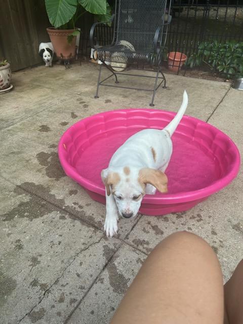 Chonk (Courtesy Post)