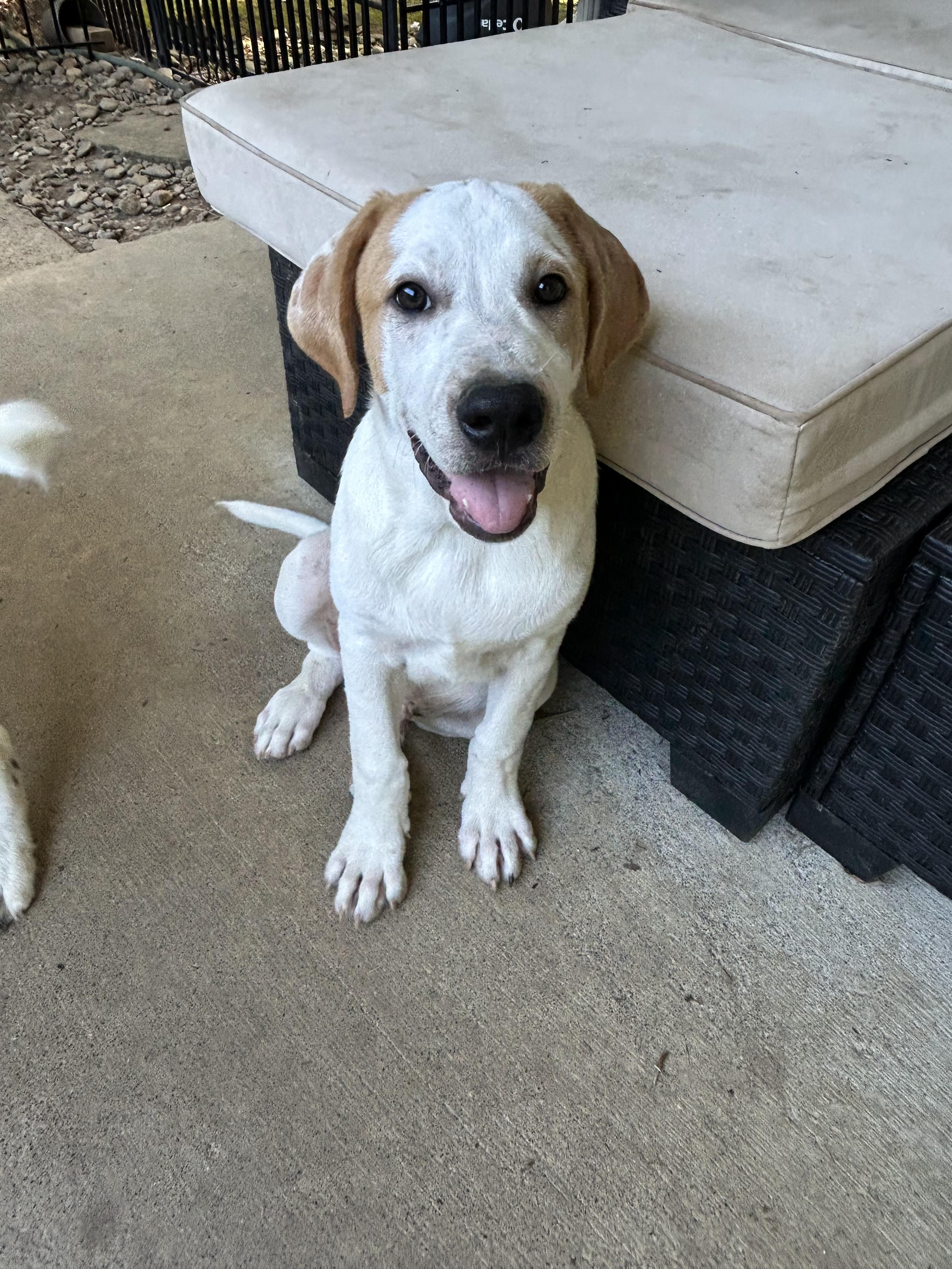 Chonk (Courtesy Post)