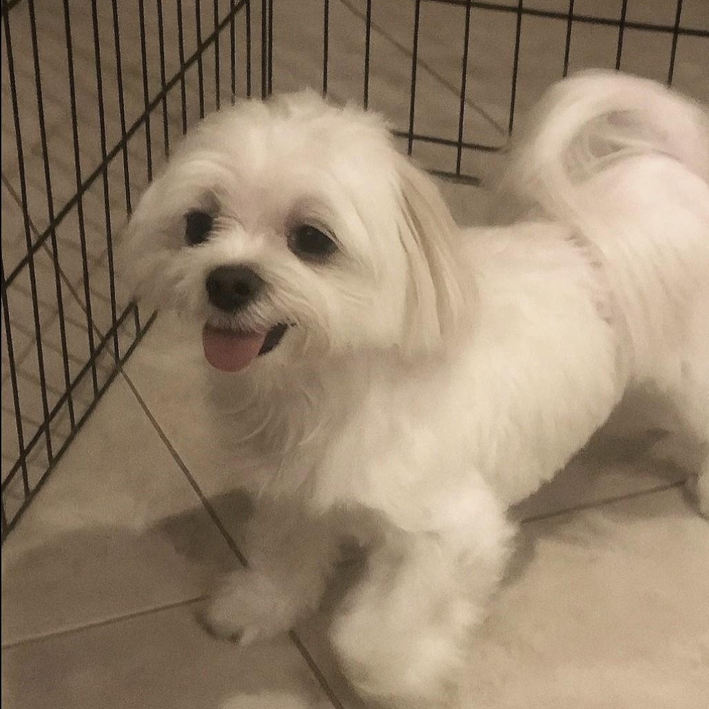 Enlarge Snowball, a Adoptable Maltese in Palm City, FL image 1/2