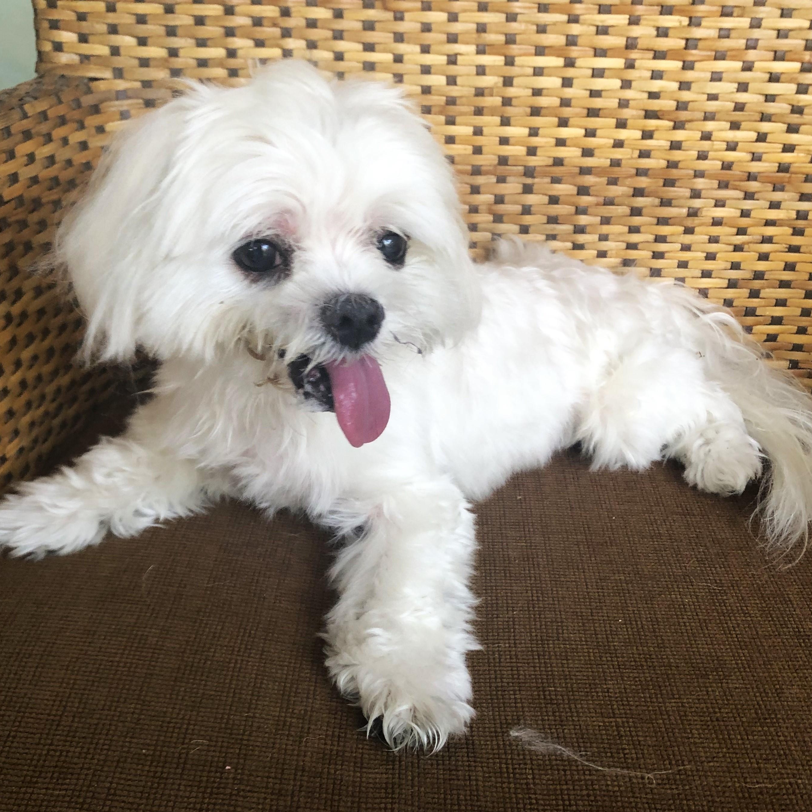 Snowball, Adoptable, Senior Male Maltese.